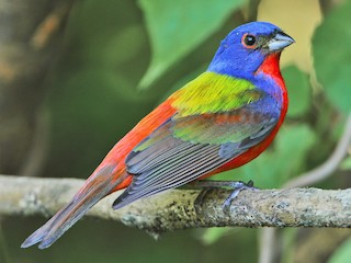  - Painted Bunting