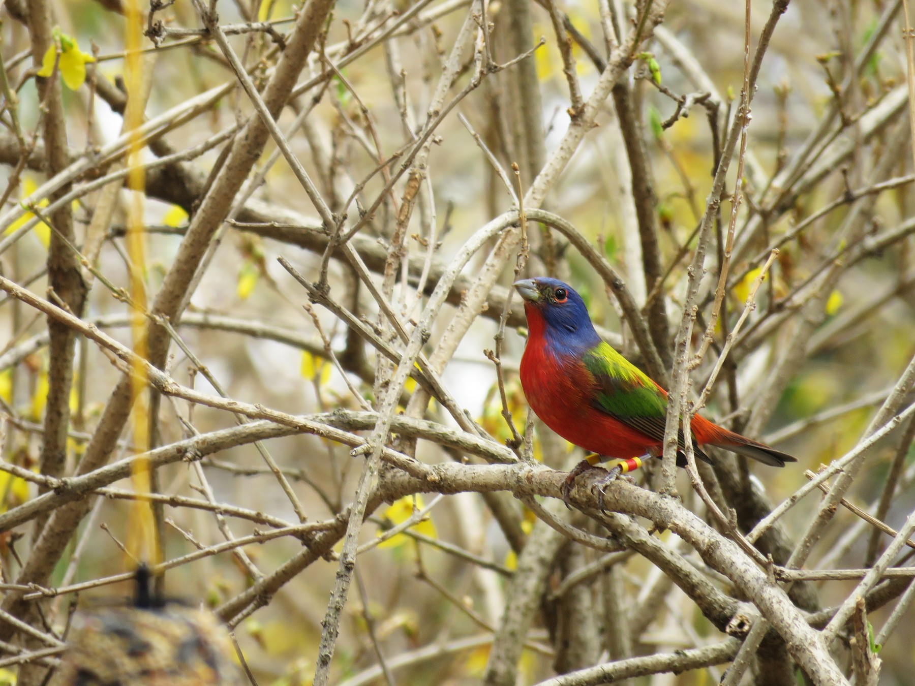 Painted Bunting - Joshua Emm