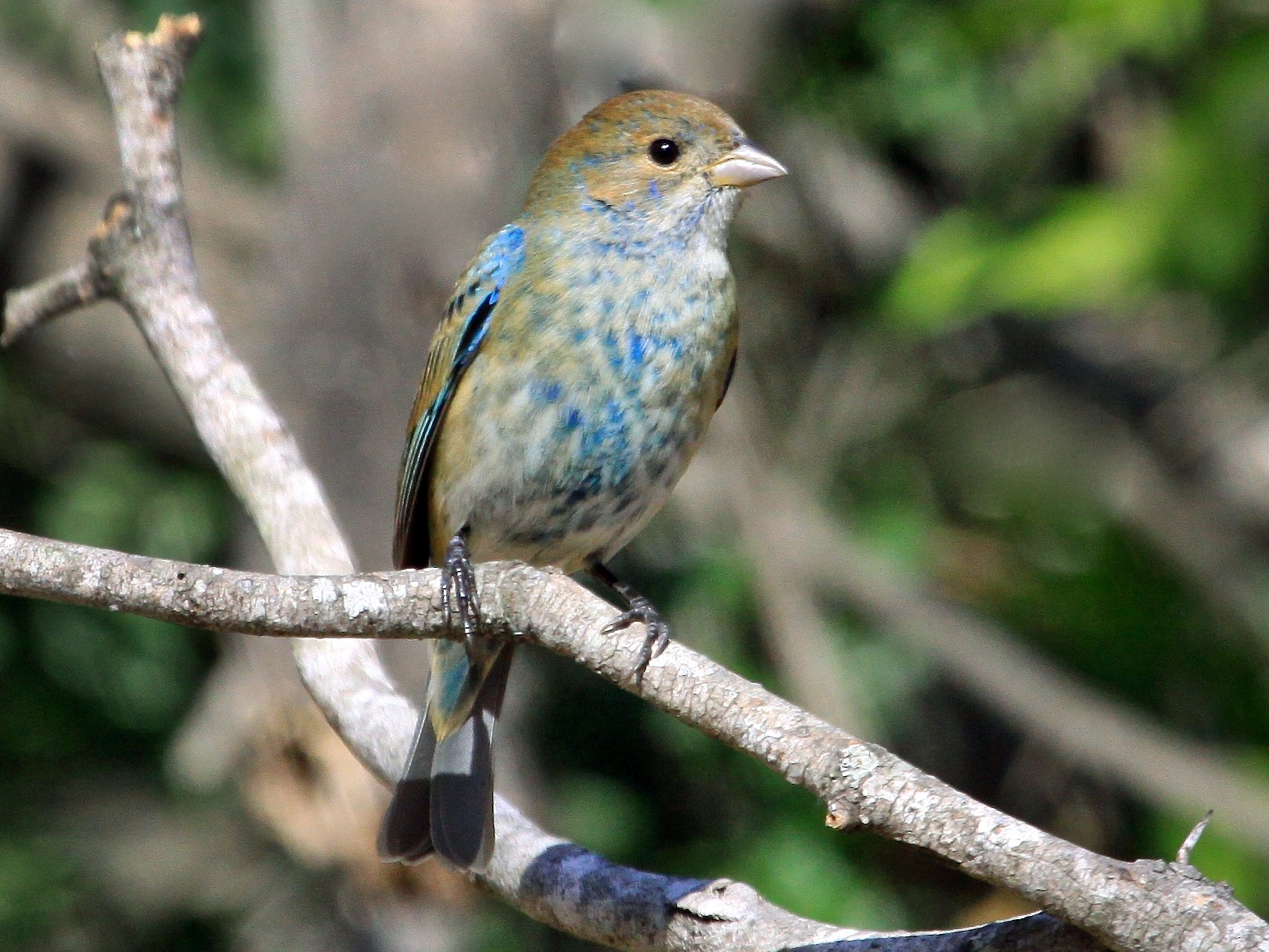 Indigo Bunting eBird