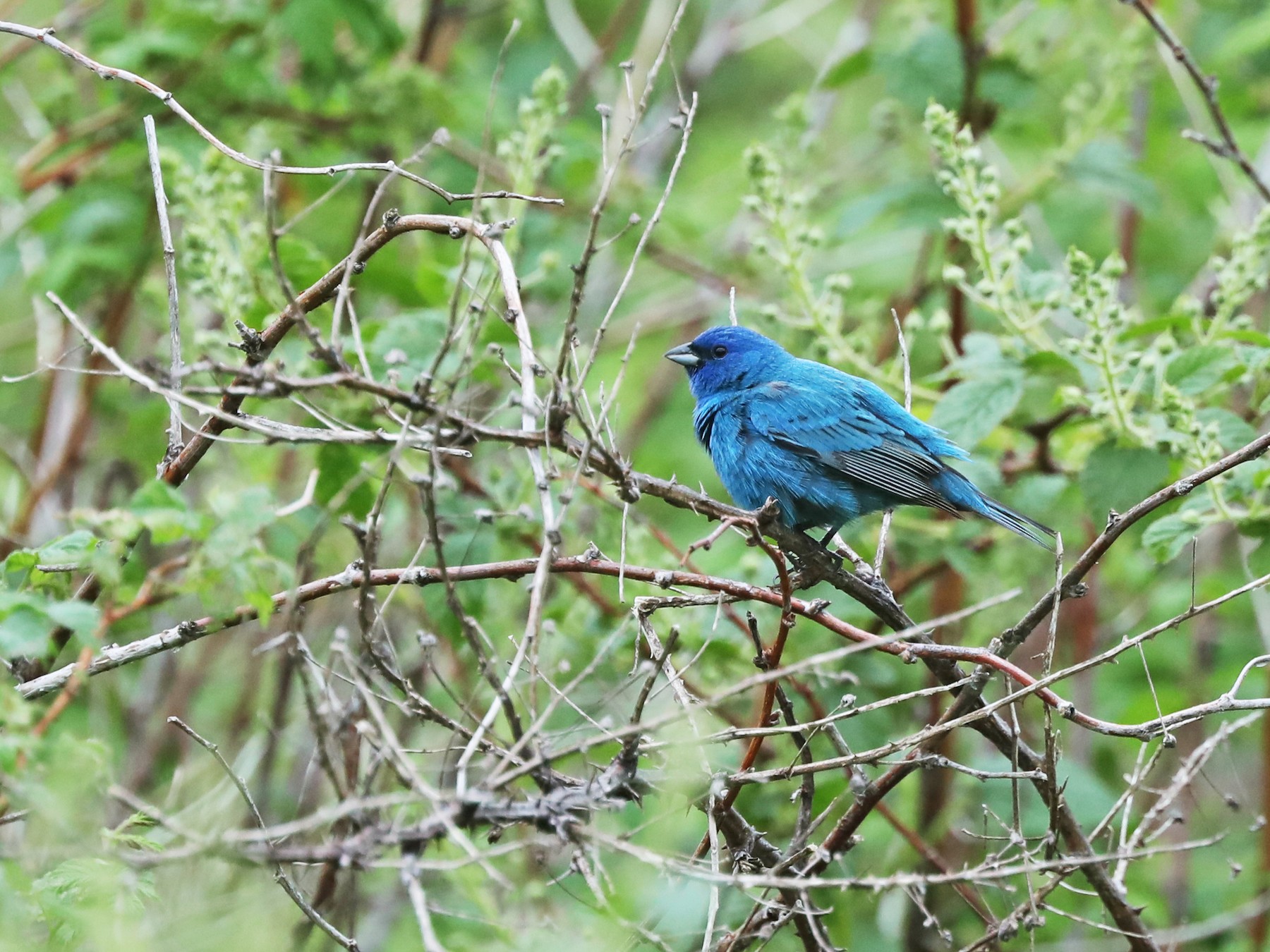 indigo bunting male