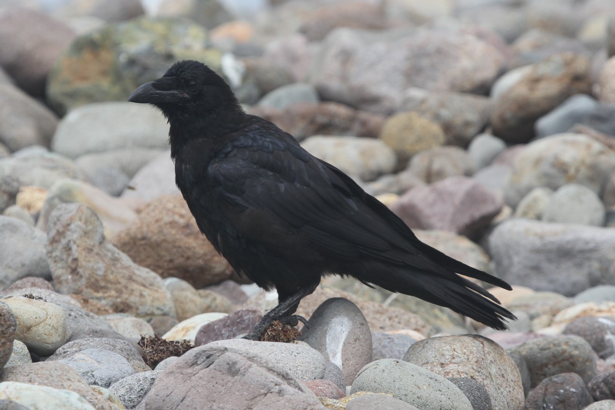 Common Raven - ML67386501