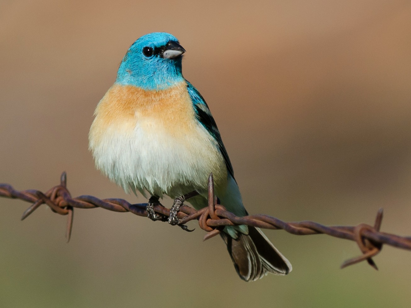 lazuli-bunting-ebird