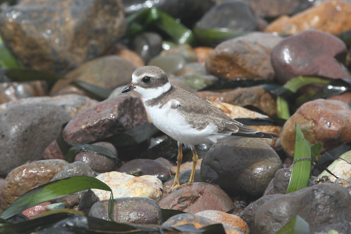 Semipalmated Plover - James (Jim) Holmes