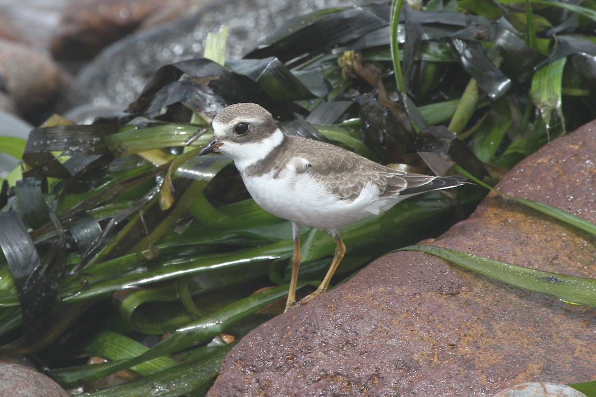 Semipalmated Plover - ML67388031