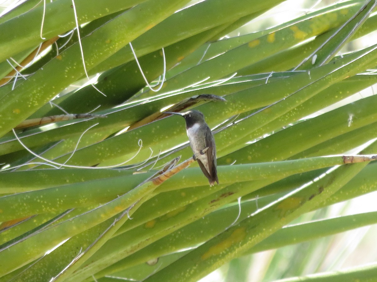 Black-chinned Hummingbird - Jim Sumler