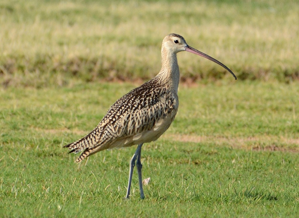 Long-billed Curlew - ML67398731