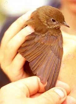 Veery - Big Sur Ornithological Lab