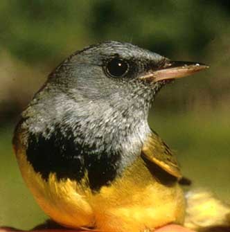 Mourning Warbler - Big Sur Ornithological Lab