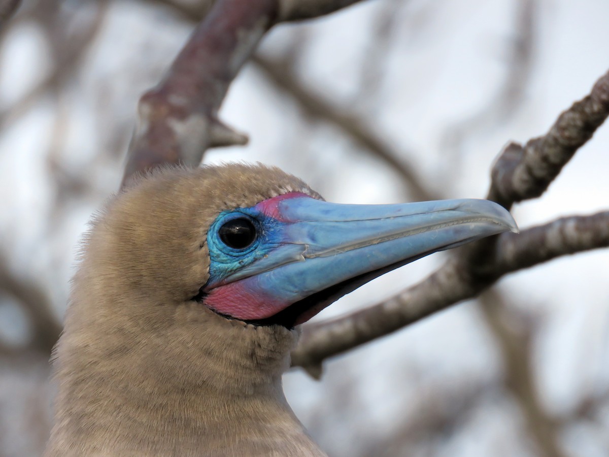 Red-footed Booby (Eastern Pacific) - ML67404271