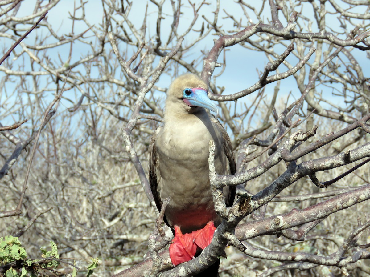 Red-footed Booby (Eastern Pacific) - ML67404291