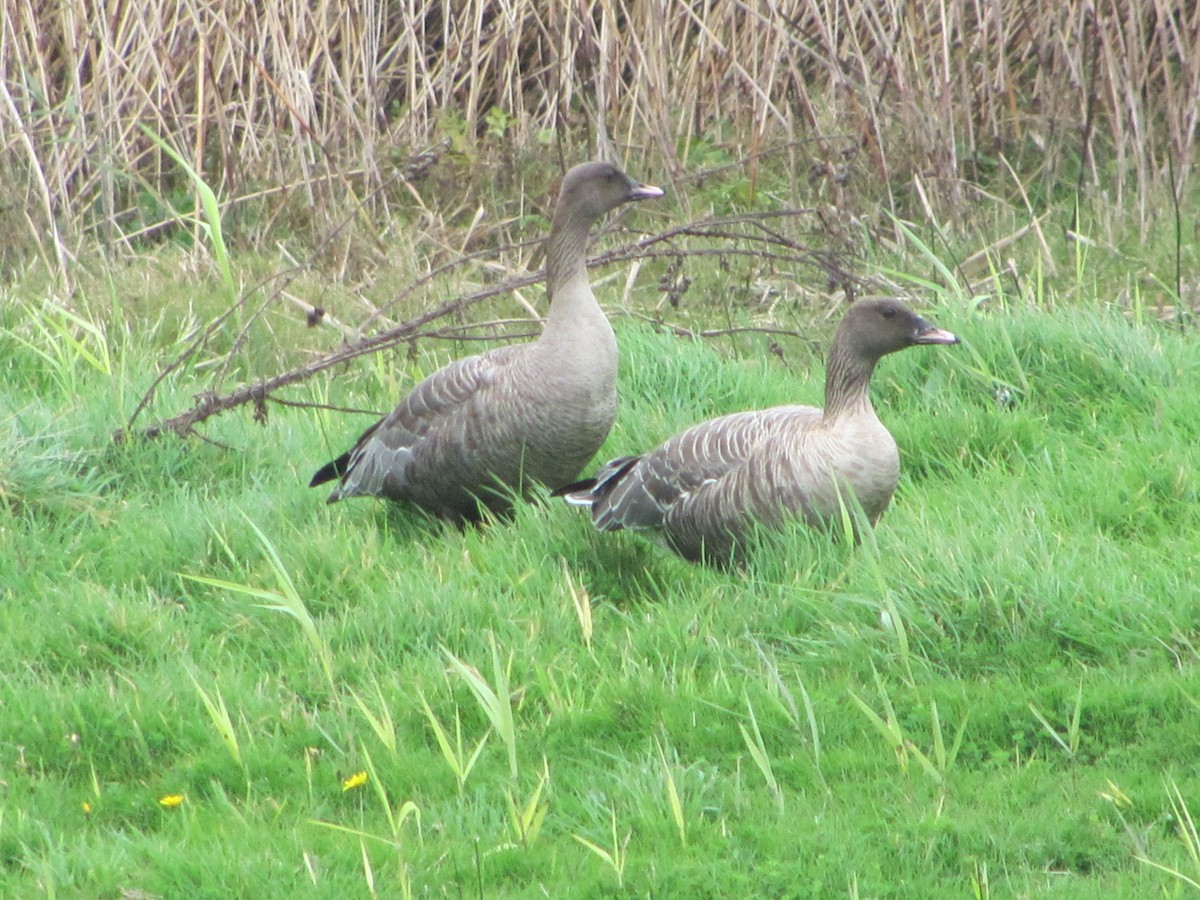 Pink-footed Goose - ML67404351