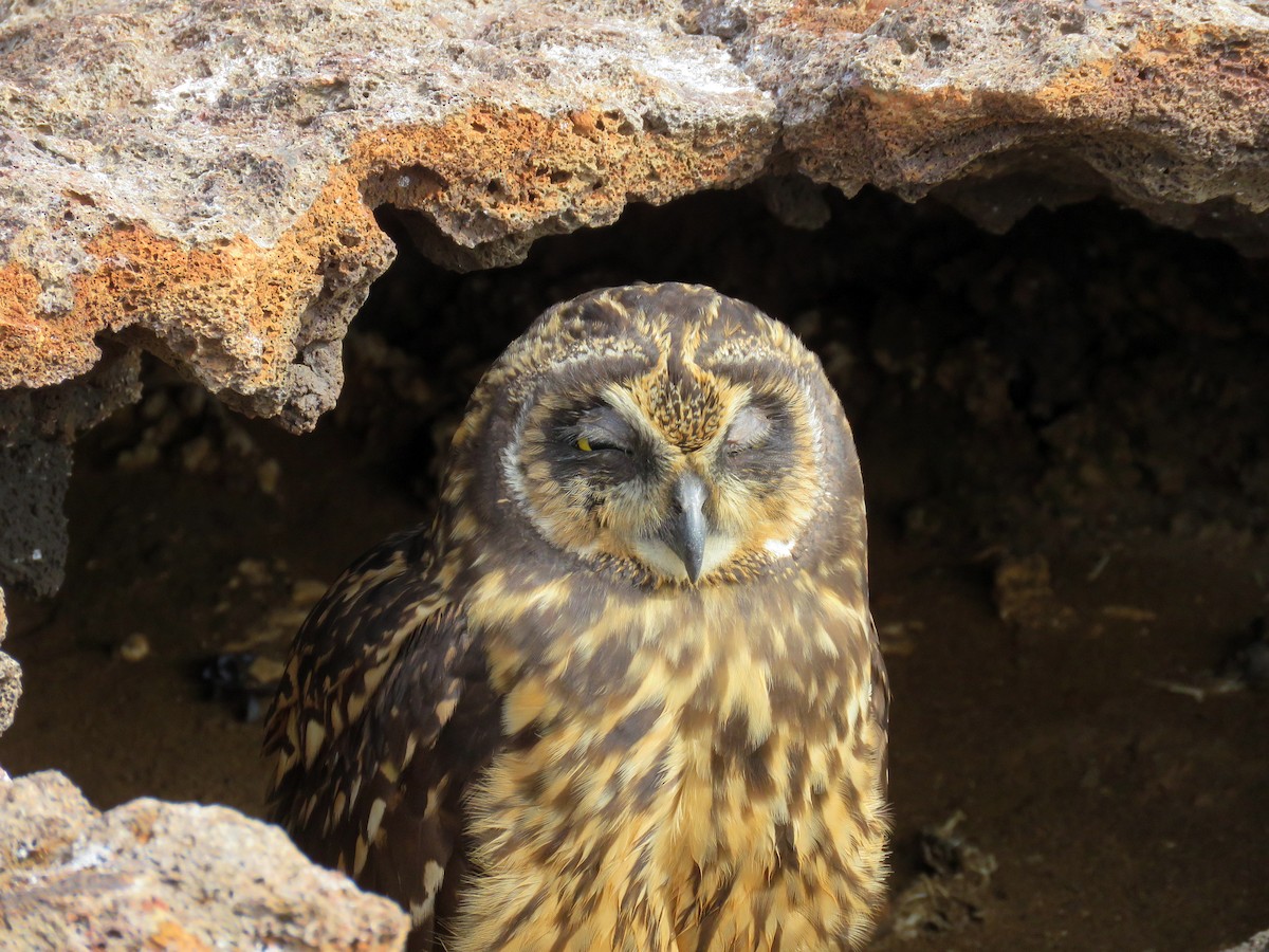 Short-eared Owl (Galapagos) - David Kidwell