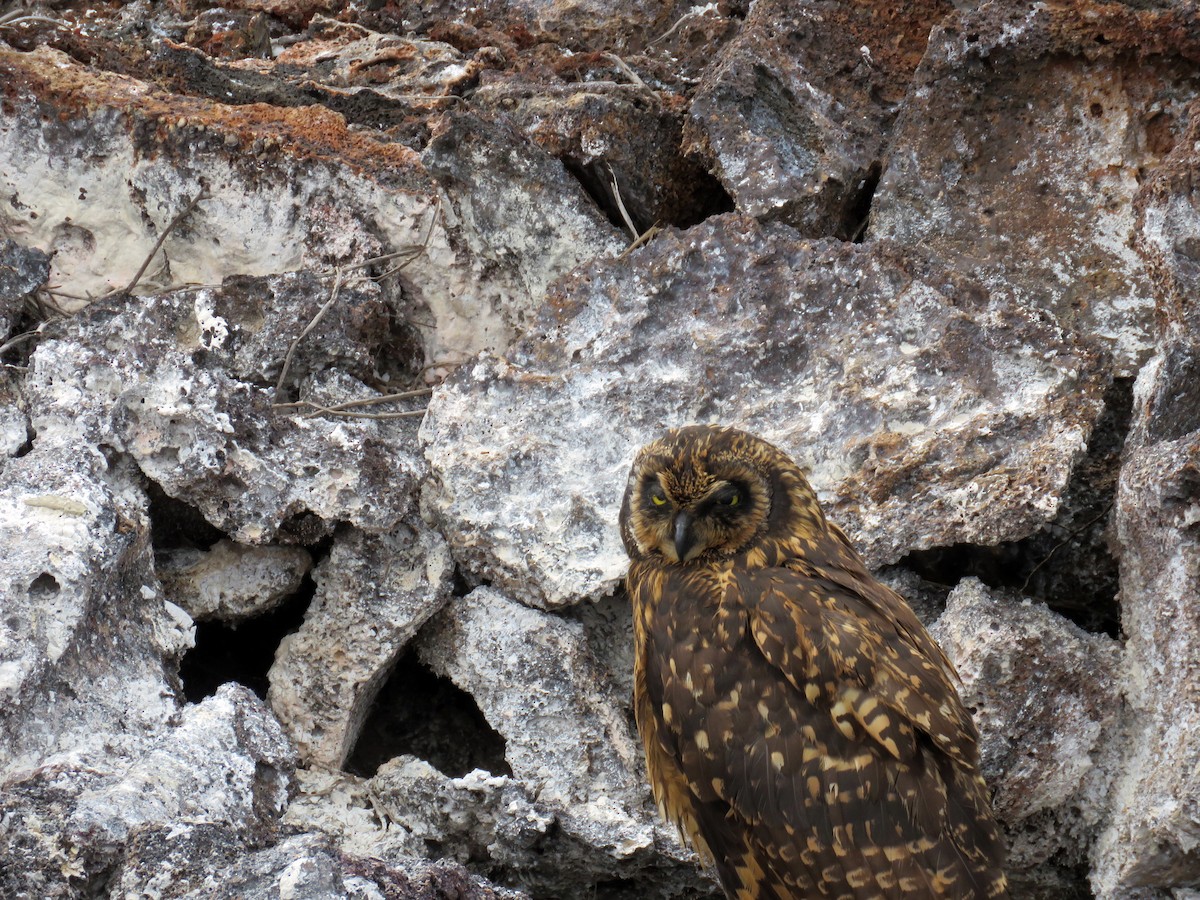 Short-eared Owl (Galapagos) - David Kidwell