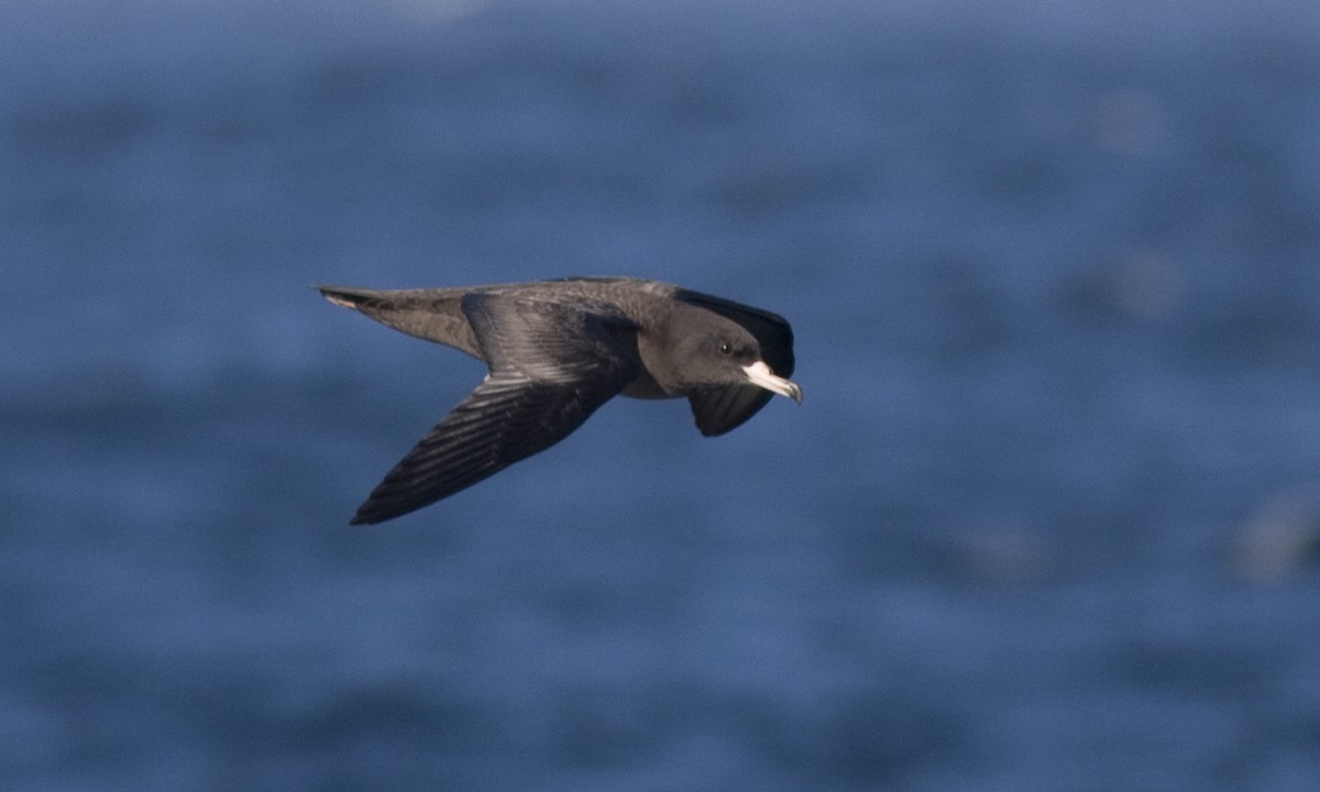 Flesh-footed Shearwater - ML67405301