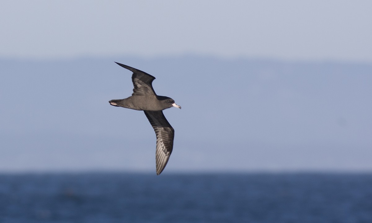 Flesh-footed Shearwater - ML67405311