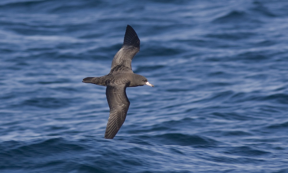 Flesh-footed Shearwater - ML67405351