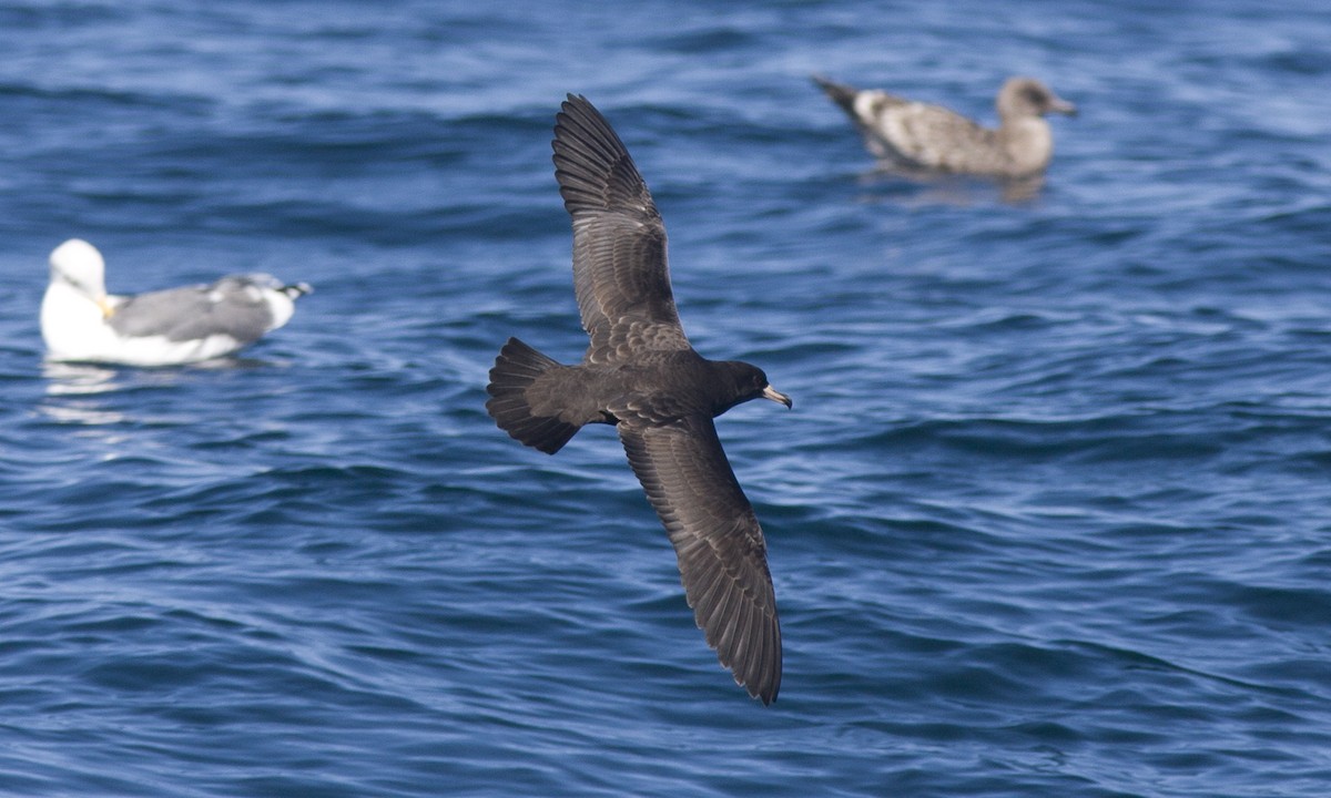 Flesh-footed Shearwater - ML67405371