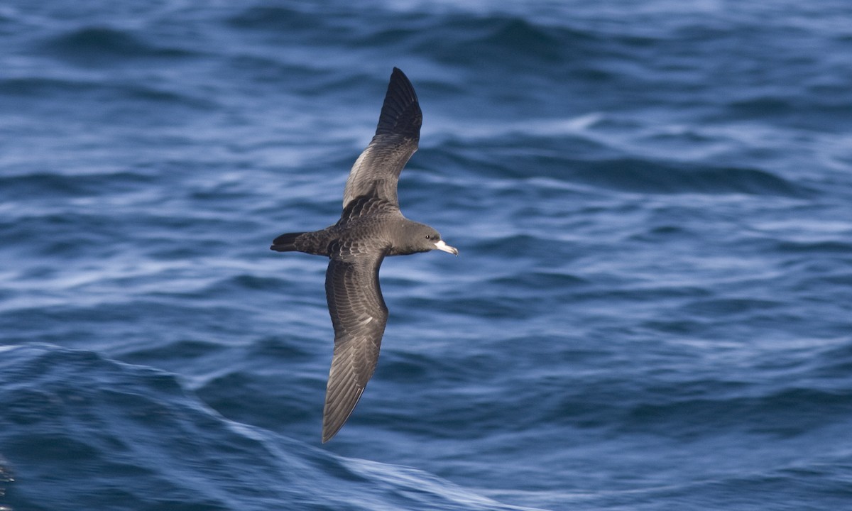 Flesh-footed Shearwater - ML67405381