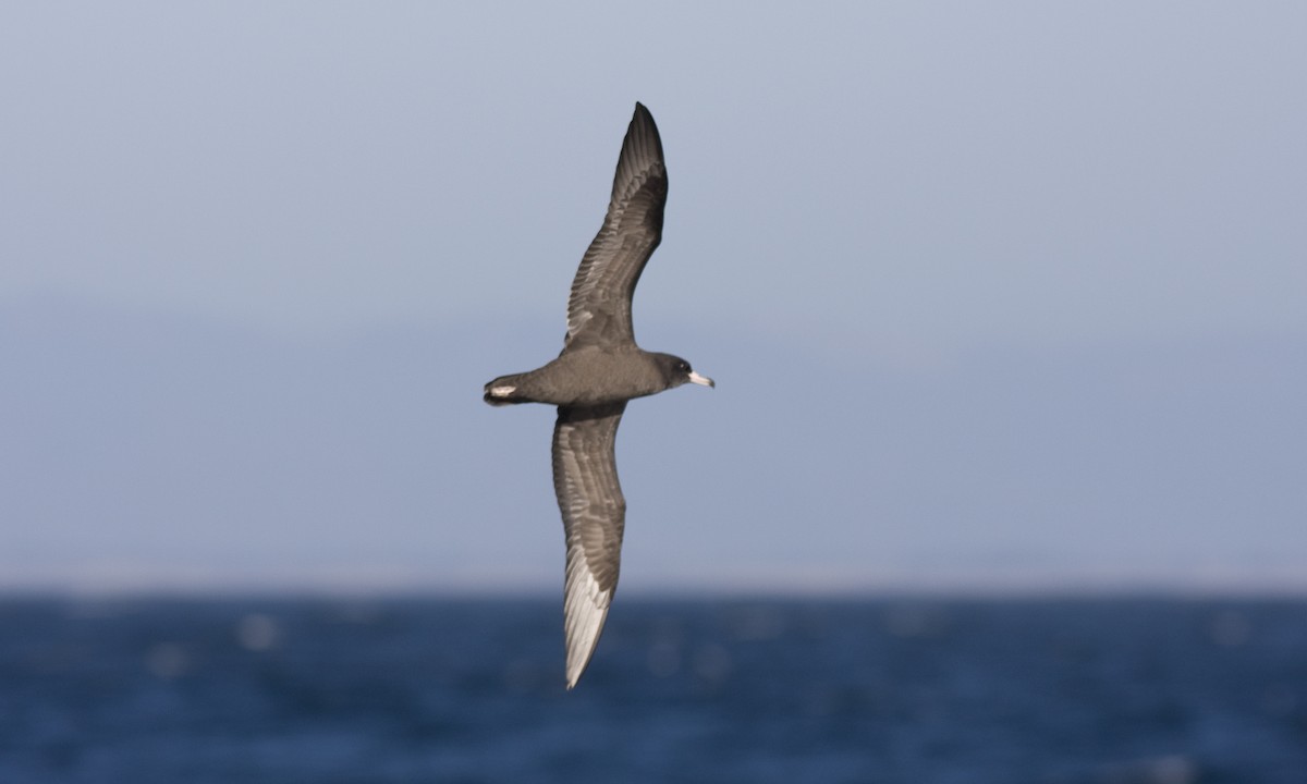 Flesh-footed Shearwater - ML67405421