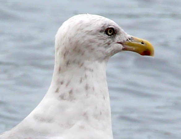 Herring Gull (American) - sam hough