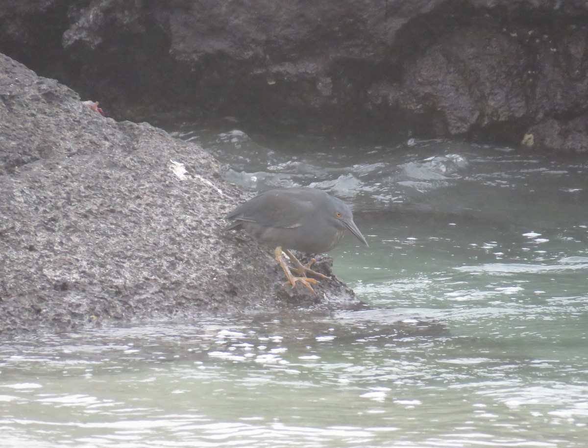 Striated Heron (Galapagos) - ML67406381