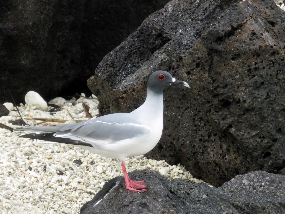 Swallow-tailed Gull - ML67406481