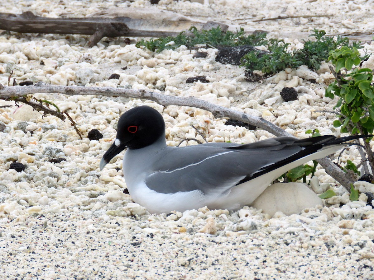 Swallow-tailed Gull - David Kidwell