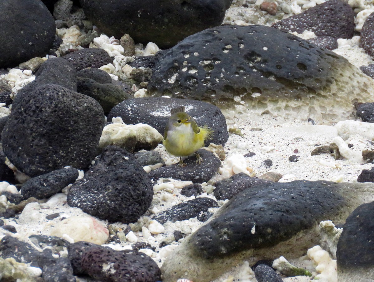 Yellow Warbler (Galapagos) - ML67406601