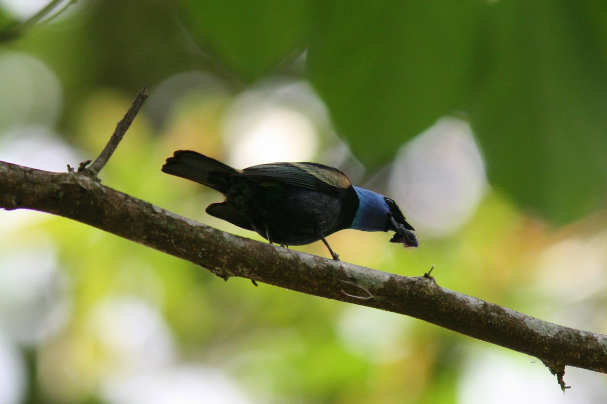 Blue-necked Tanager - ML67407251