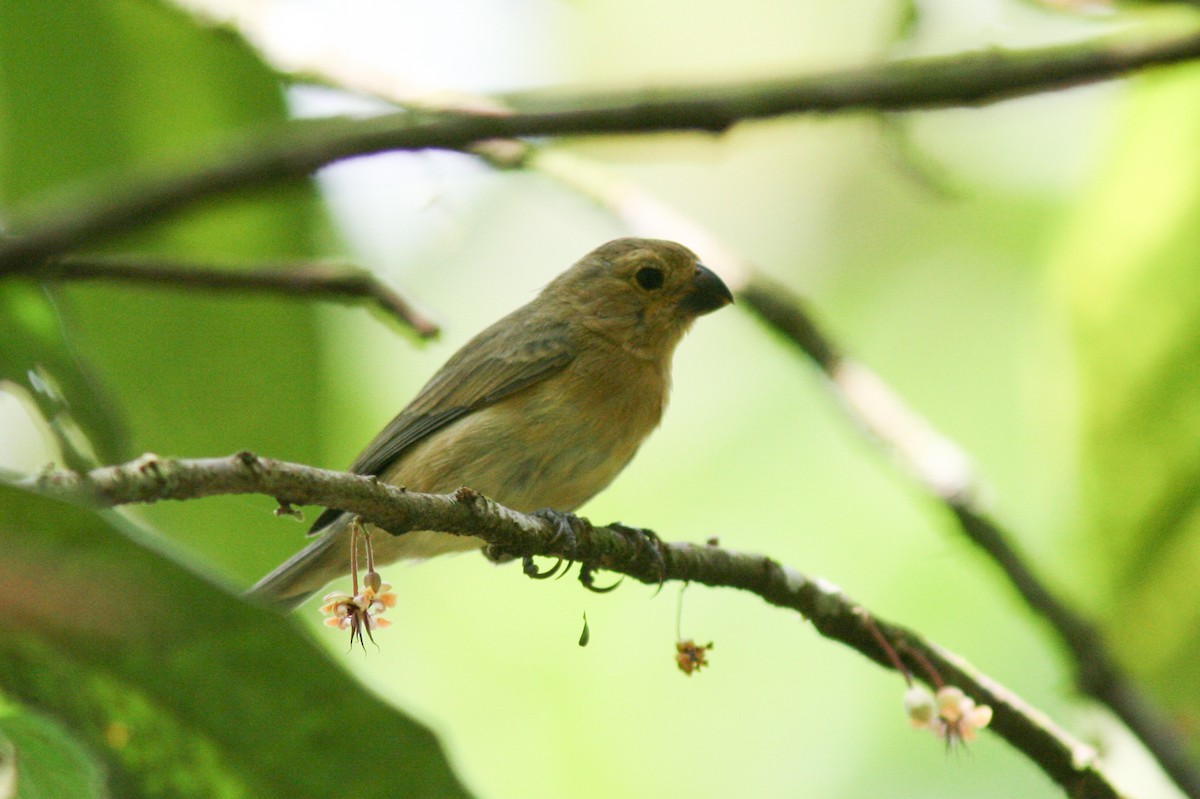 Gray Seedeater - ML67407311