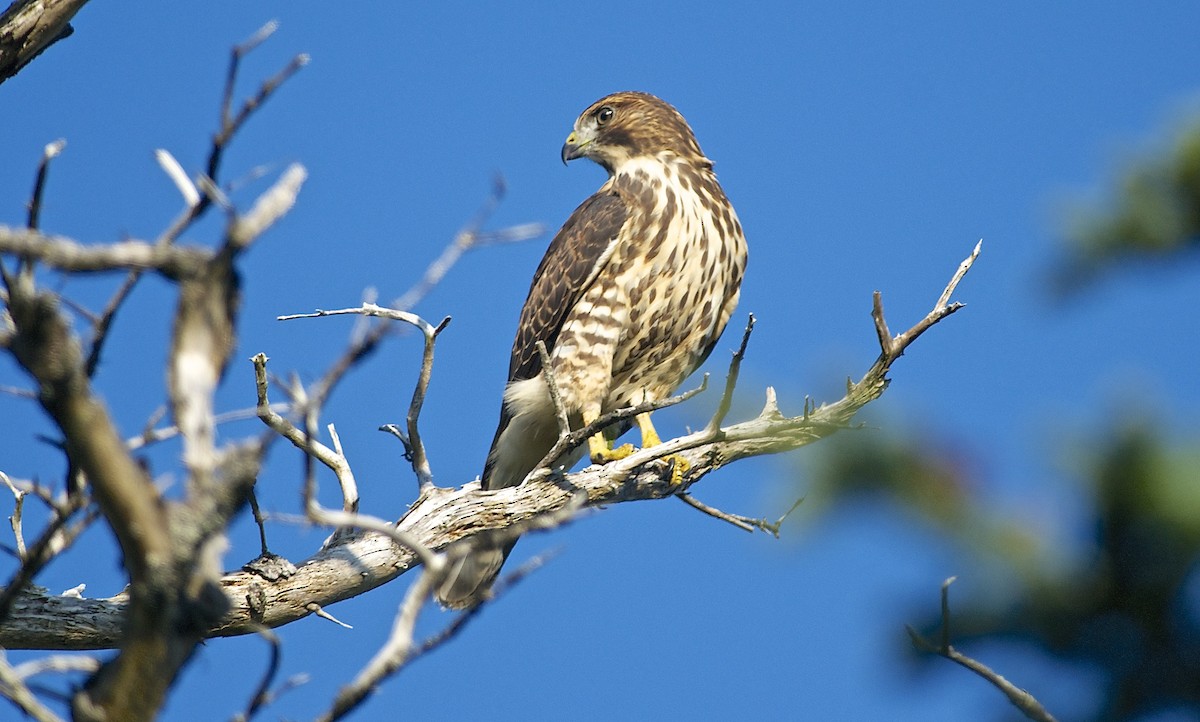 Broad-winged Hawk - Paul Gould