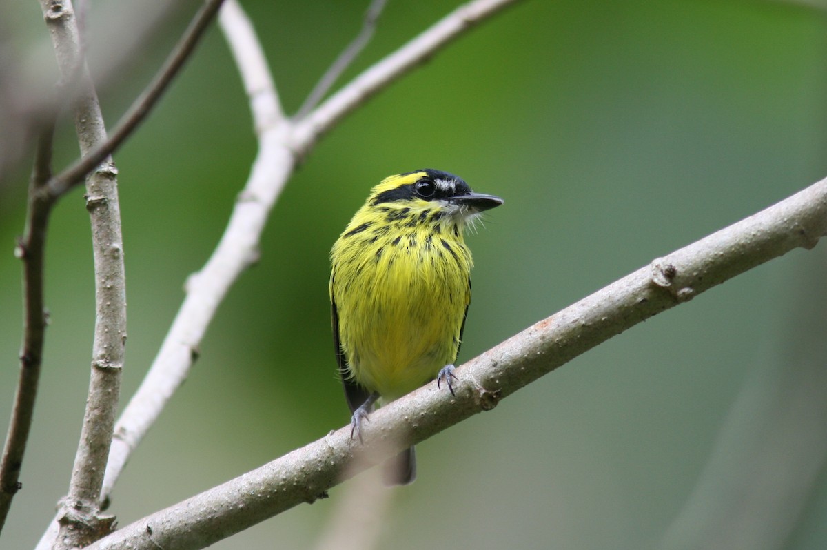Yellow-browed Tody-Flycatcher - Justyn Stahl