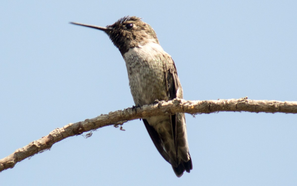 Anna's Hummingbird - ML67409401