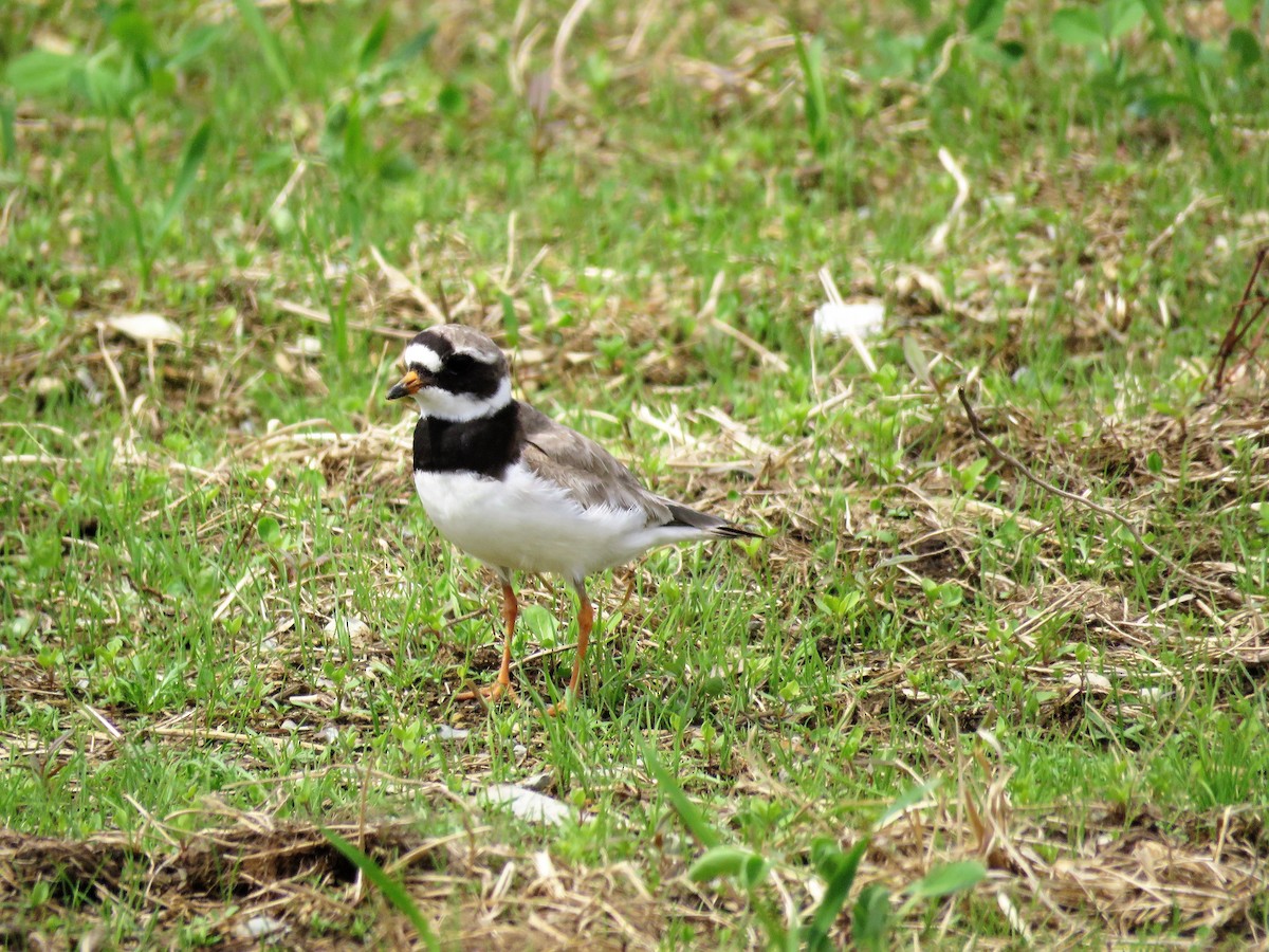 Common Ringed Plover - ML67411451