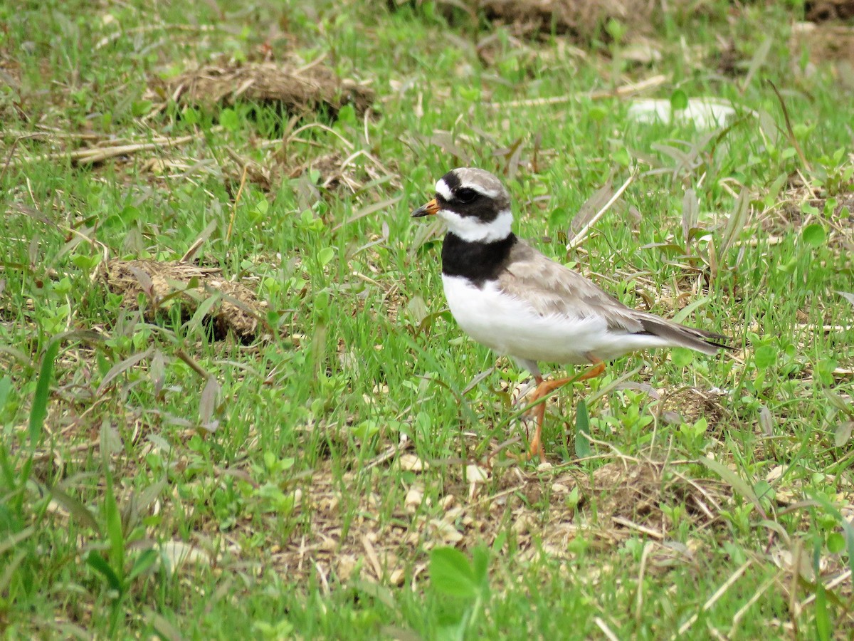 Common Ringed Plover - ML67411671