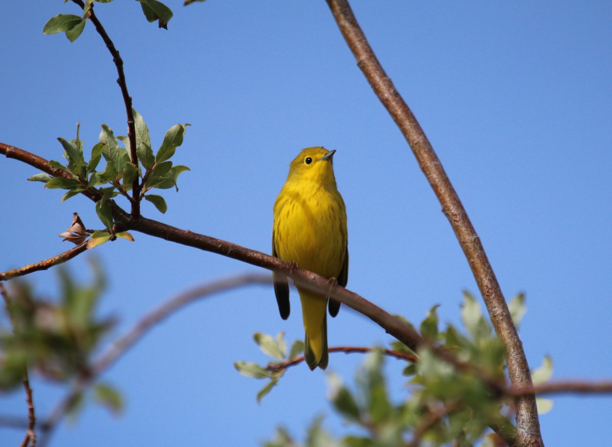 Yellow Warbler - ML67411841