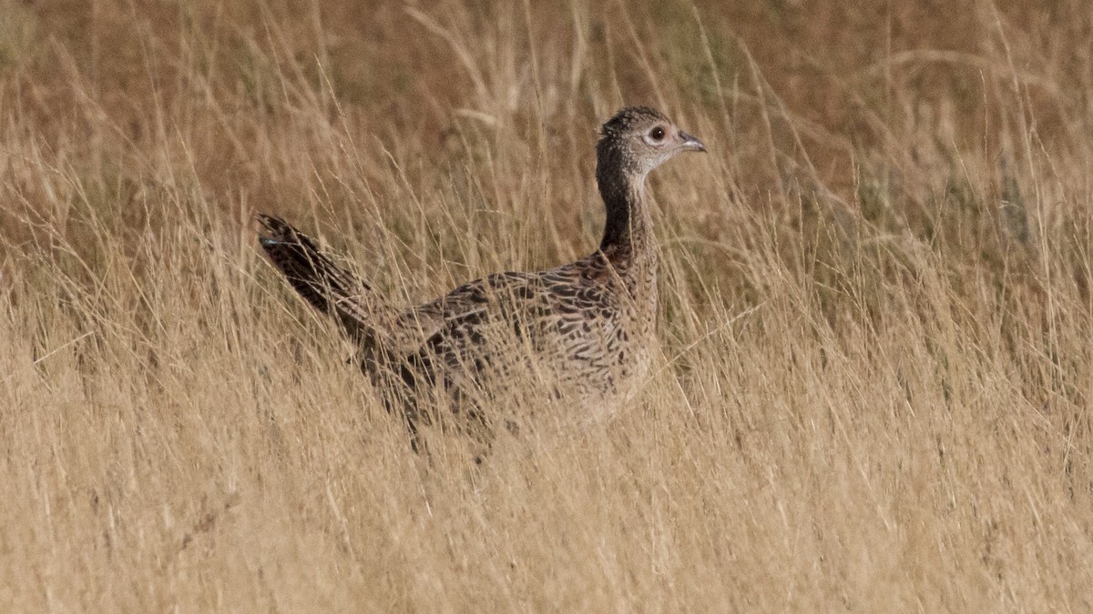 Ring-necked Pheasant - R Miller