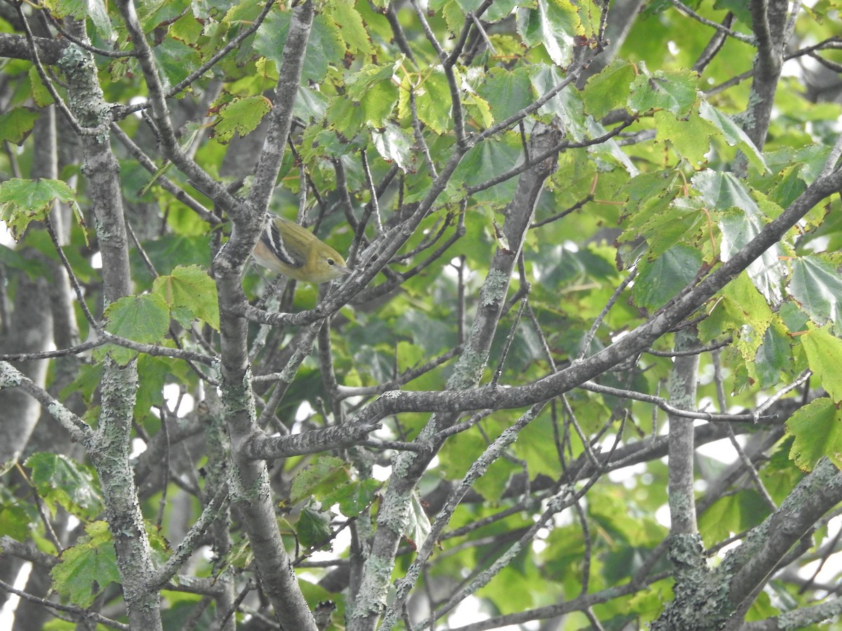 Bay-breasted Warbler - ML67413321
