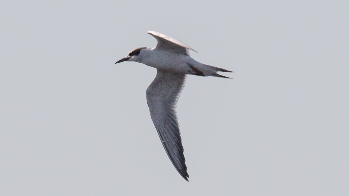 Common Tern - ML67413581