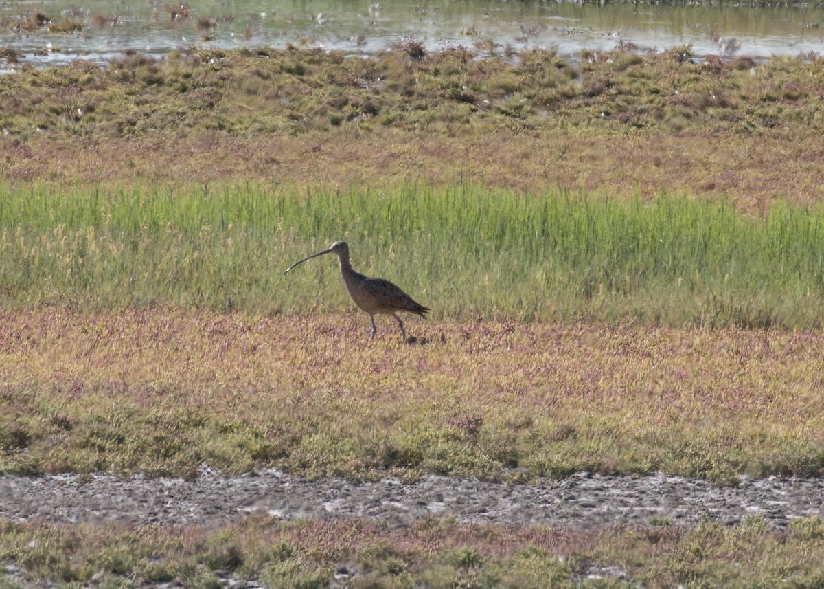 Long-billed Curlew - ML67414501