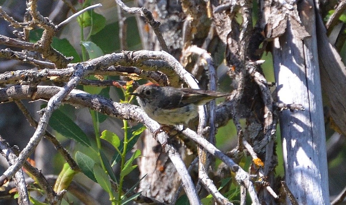 Ruby-crowned Kinglet - Ron Furnish