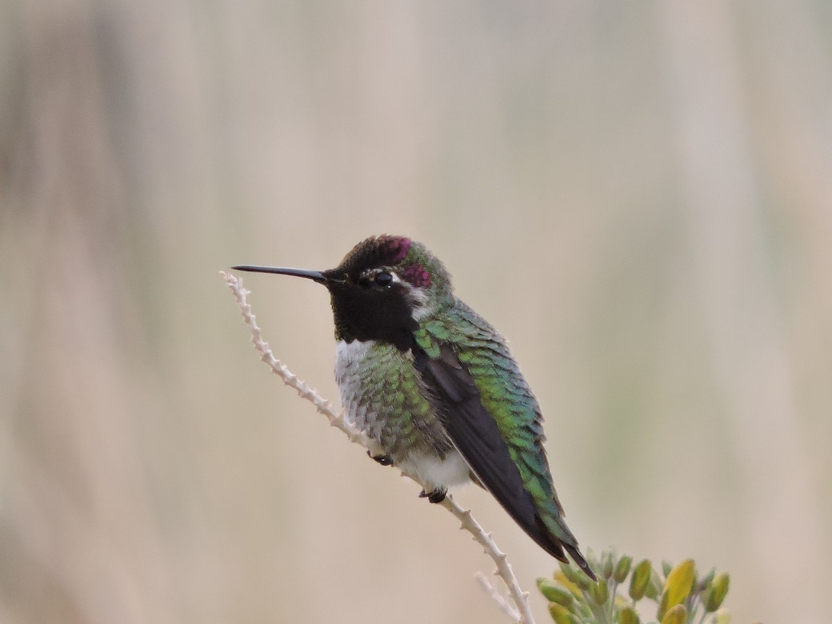 hummingbird sp. - ML67416361