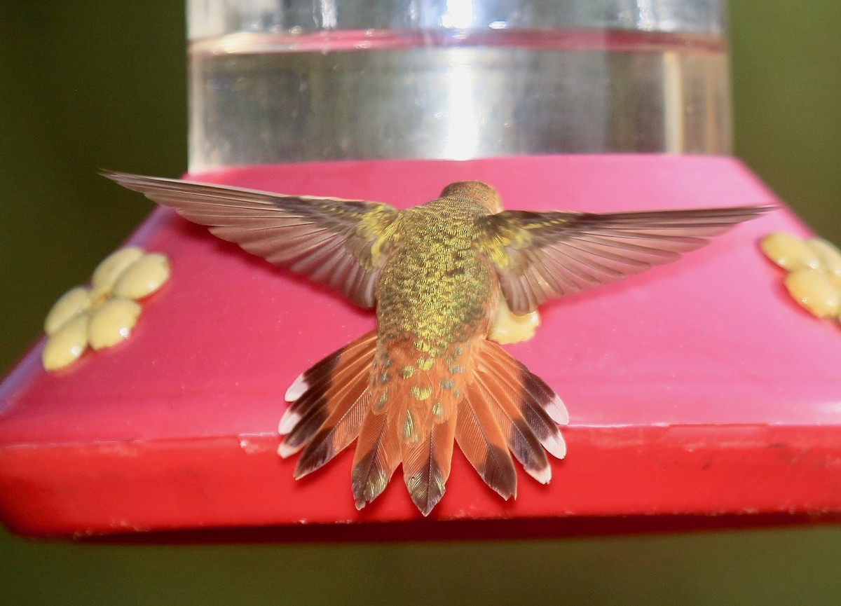 Rufous Hummingbird - Roger Zachary