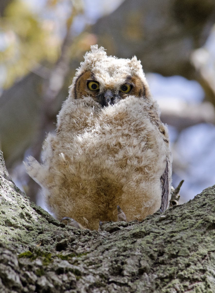 Great Horned Owl - Joshua Vandermeulen