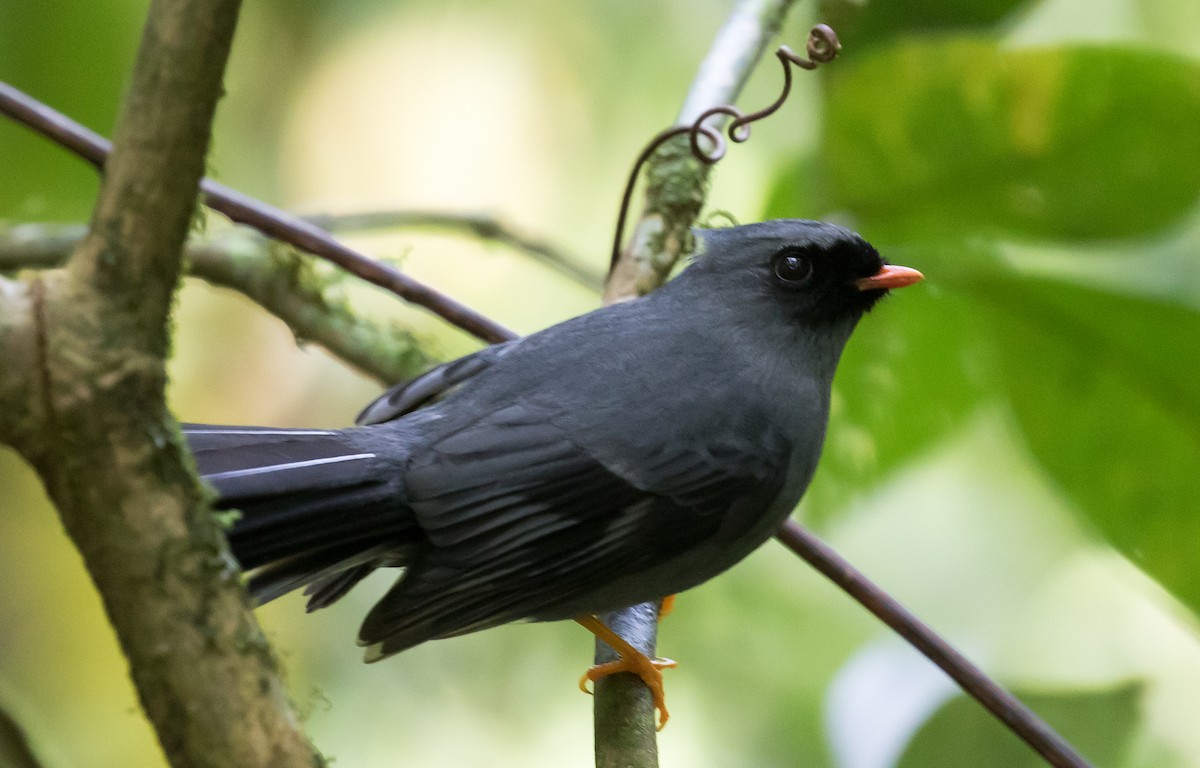 Black-faced Solitaire - ML67430941