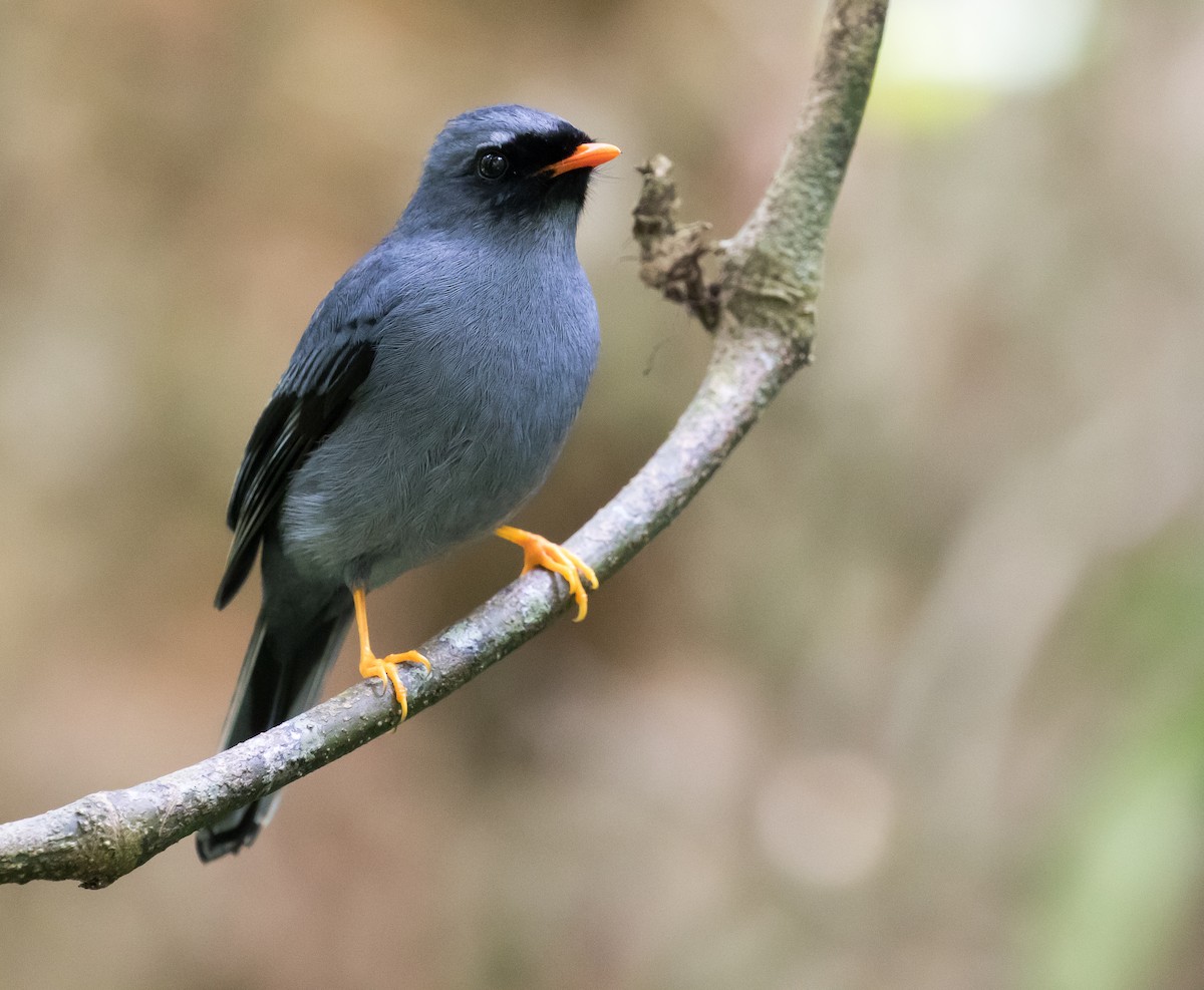 Black-faced Solitaire - ML67431061