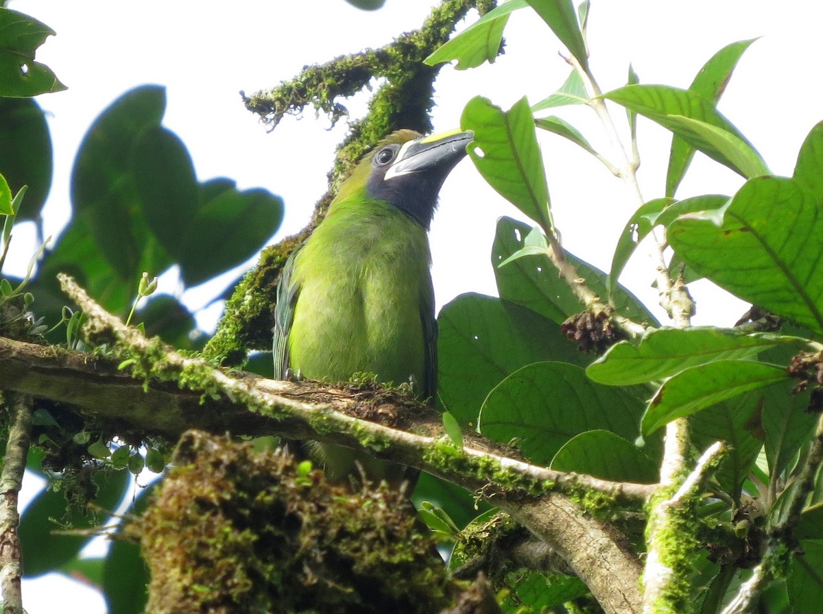 Northern Emerald-Toucanet (Blue-throated) - Todd Deininger