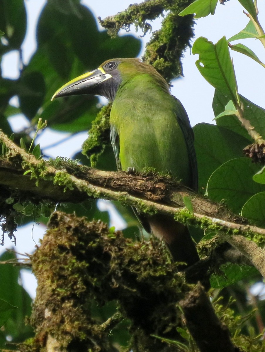 Northern Emerald-Toucanet (Blue-throated) - Todd Deininger