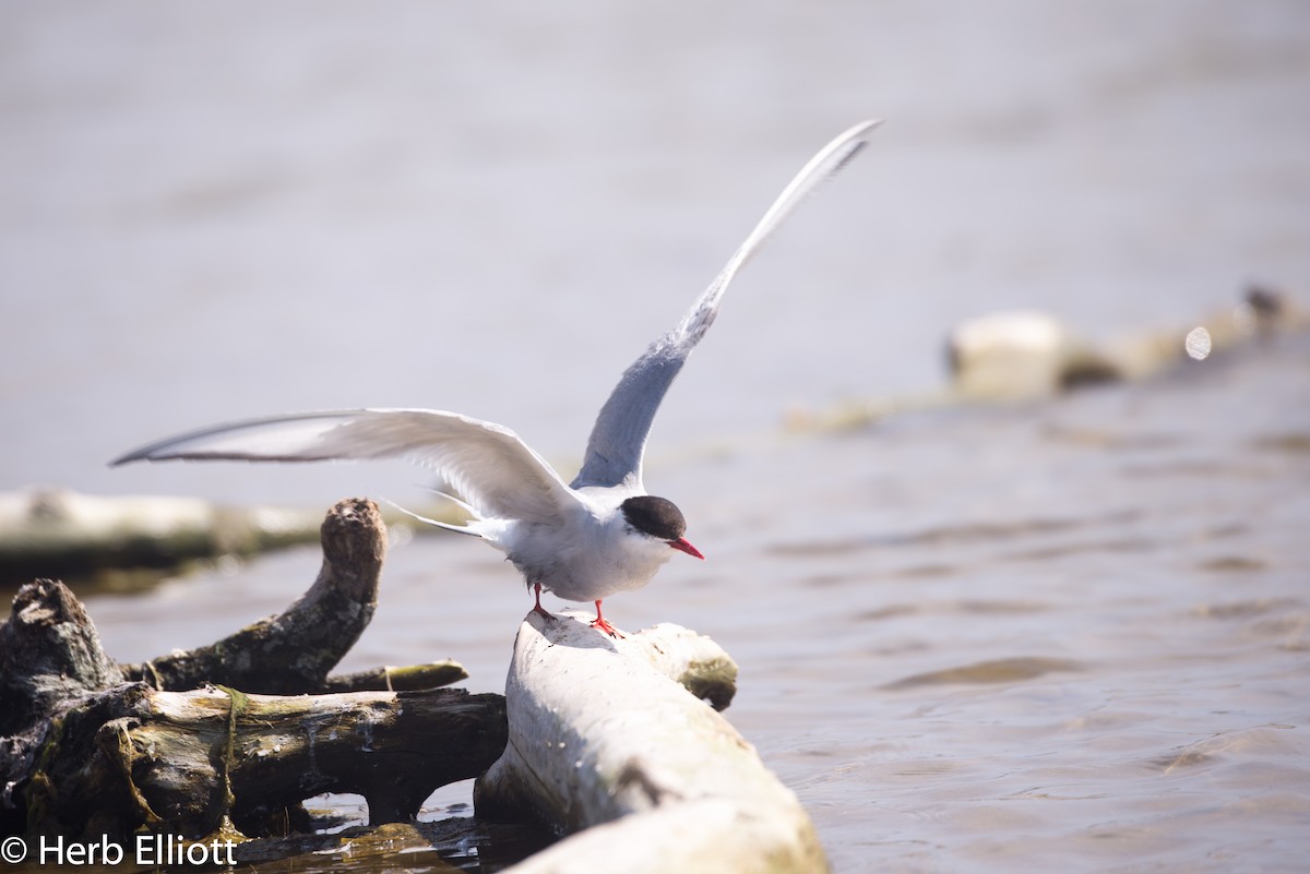 Arctic Tern - Herb Elliott