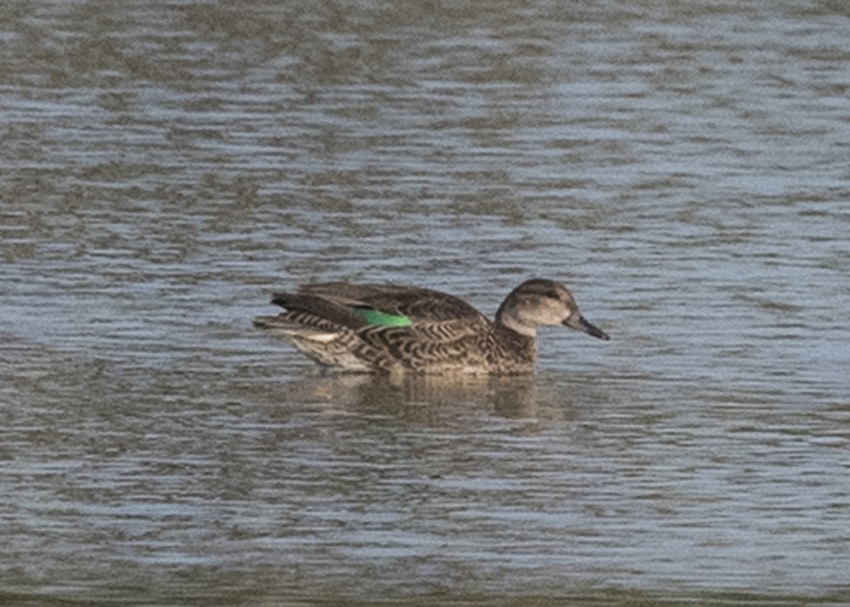 Green-winged Teal - ML67433001